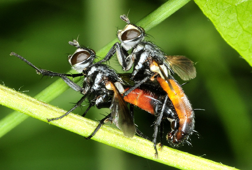 Tachinidae